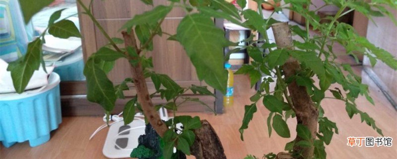 黄荆树桩怎么种