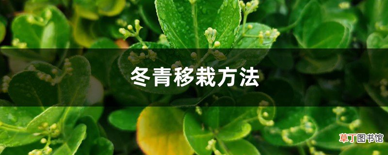 冬青移栽方法