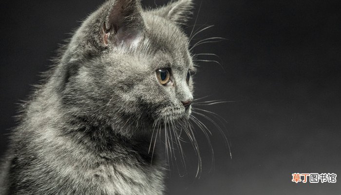 梦见猫进家里又赶出了又进来了