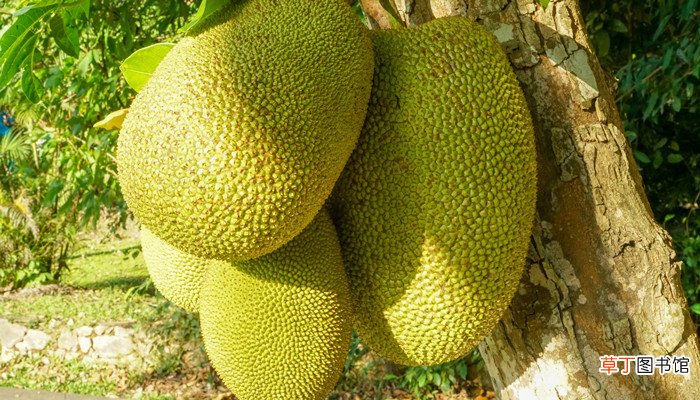 梦见长毛的菠萝蜜