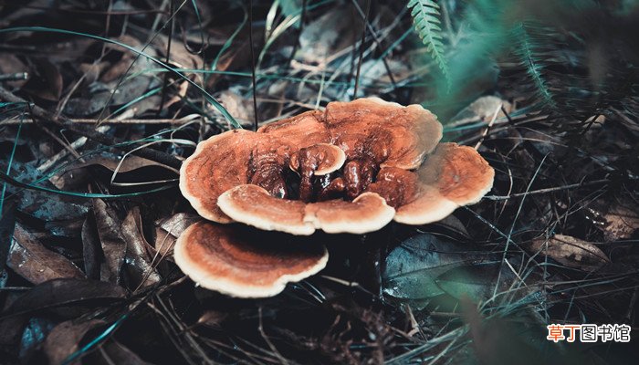 梦见雨天捡灵芝