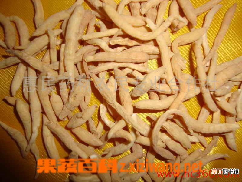 太子参泡水喝的功效