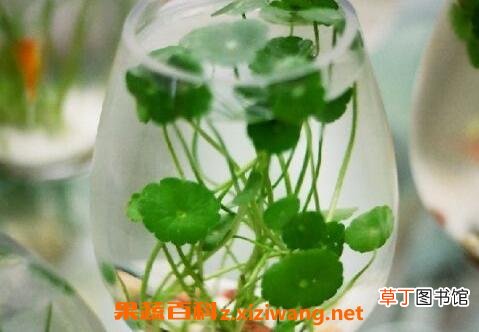铜钱草水培怎么养 铜钱草水培过程