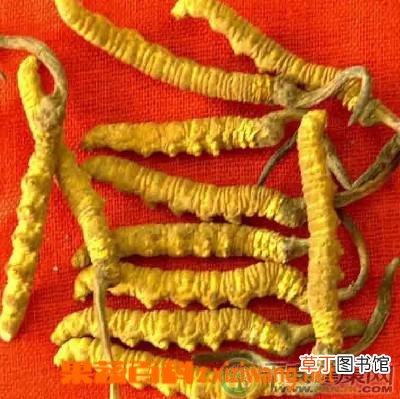 冬虫夏草能治阳痿吗