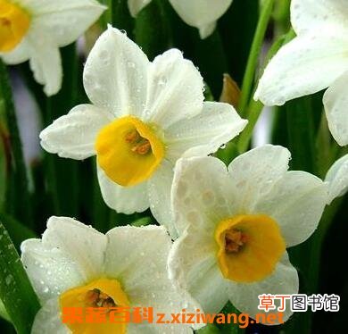 水仙花的养殖方法 养殖水仙花的注意事项