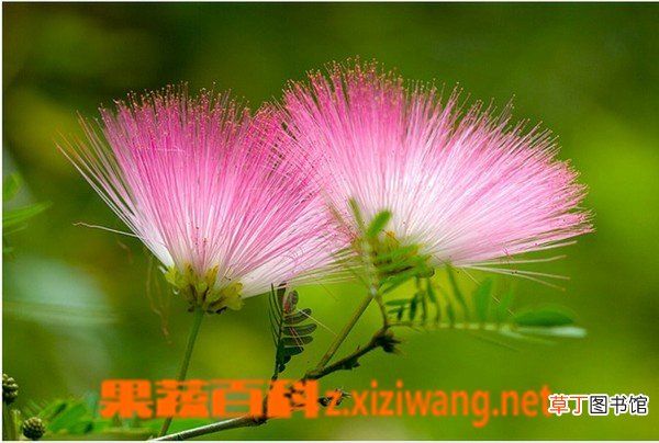 合欢花有什么功效