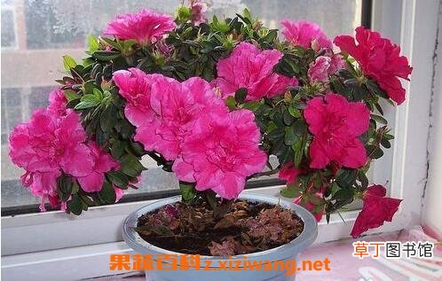 杜鹃花的养殖方法与注意事项