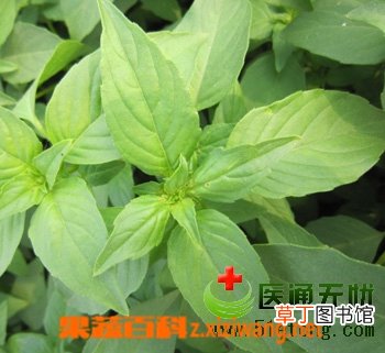 荆芥穗的功效与作用