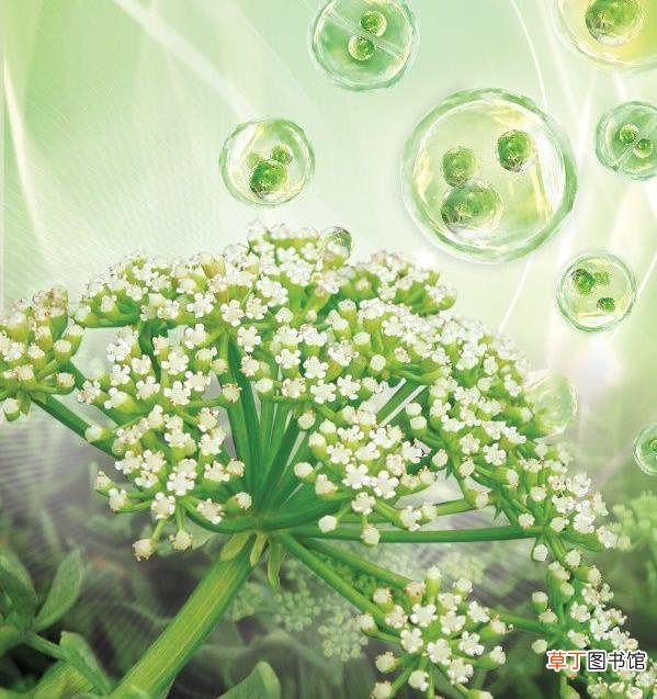 海茴香的功效与作用