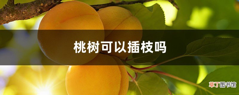 桃树可以插枝吗