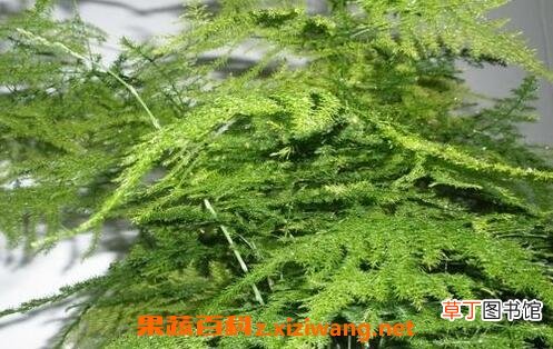 文竹的养殖方法和注意事项