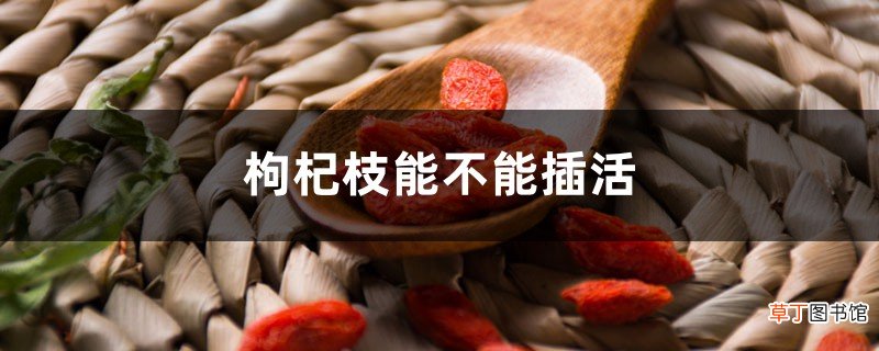 枸杞枝能不能插活