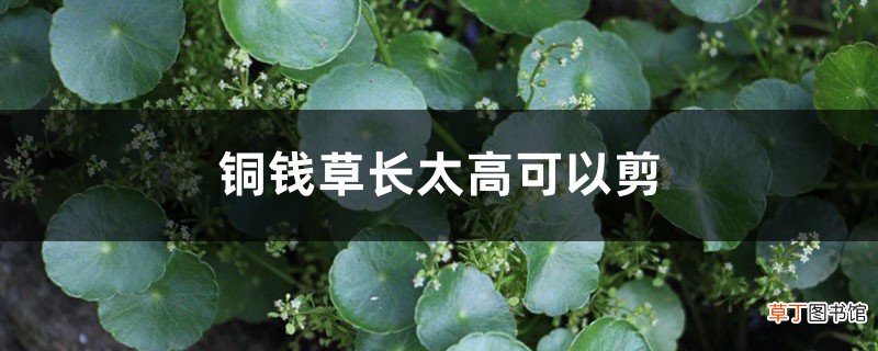 铜钱草长太高可以剪掉吗