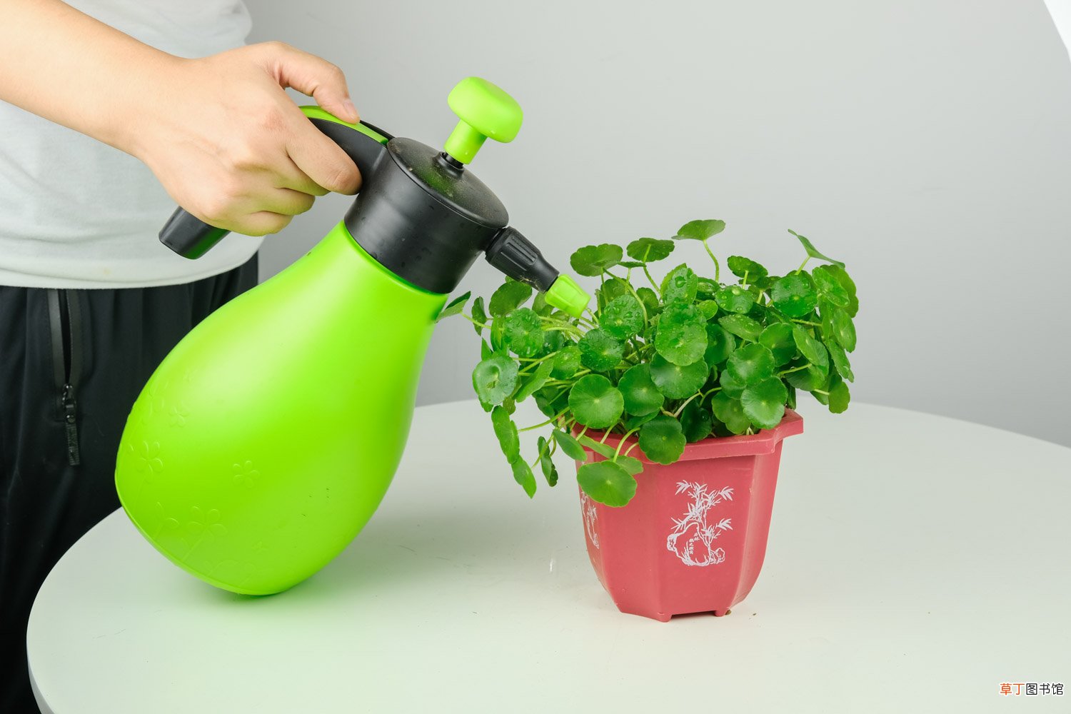 铜钱草长太高可以剪掉吗