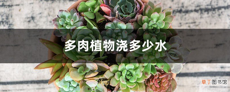 多肉植物浇多少水