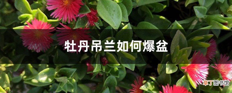 牡丹吊兰如何爆盆