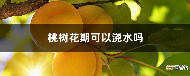 附花期管理要点 桃树花期可以浇水吗