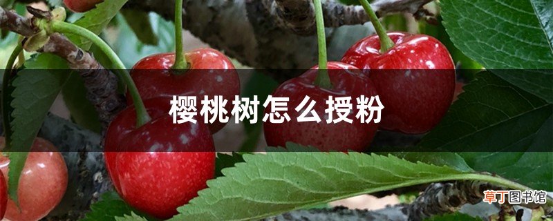 樱桃树怎么授粉
