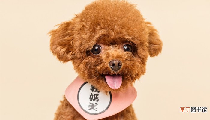 梦见家人喝小狗