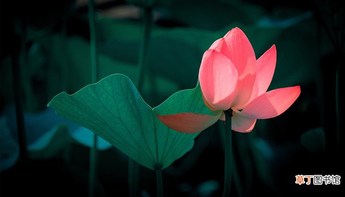 梦见枯死植物开花