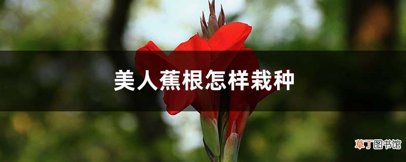 美人蕉怎样栽种