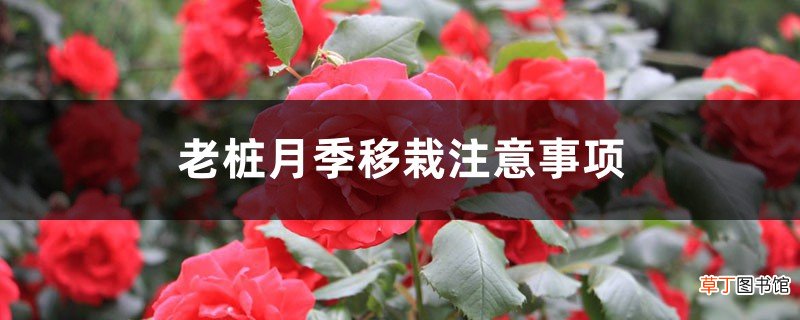 老桩月季移栽注意事项