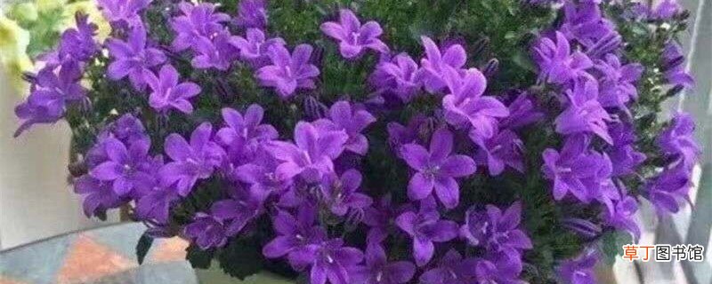 丹麦风铃怎么留种