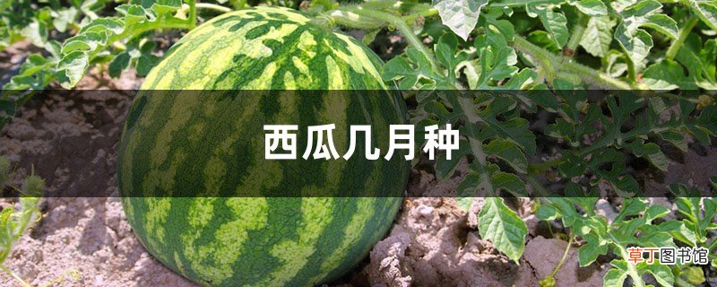 西瓜几月种
