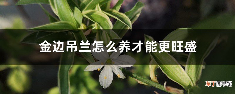 金边吊兰怎么养才能更旺盛