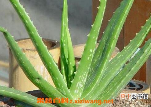 长叶芦荟的养殖方法和注意事项
