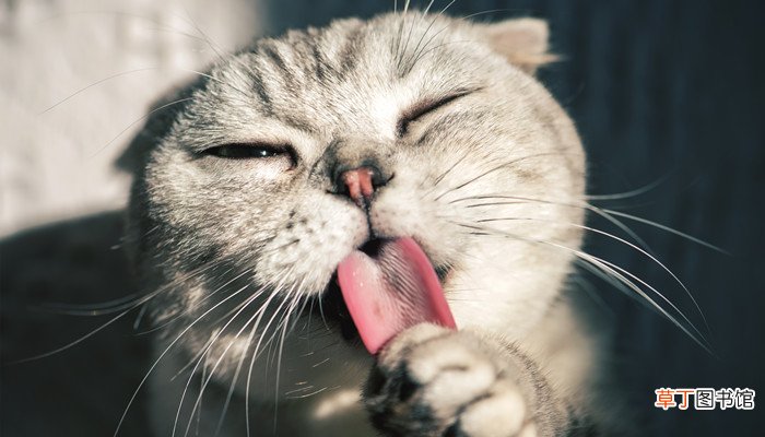 做梦梦见老鼠要吃猫