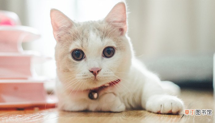 做梦梦见老鼠要吃猫