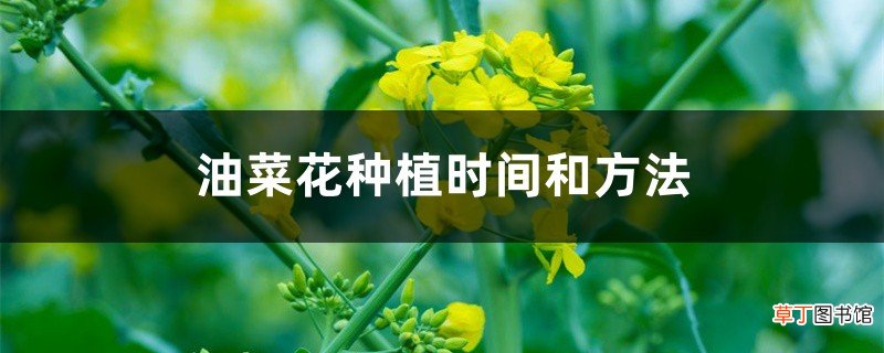 油菜花种植时间和方法