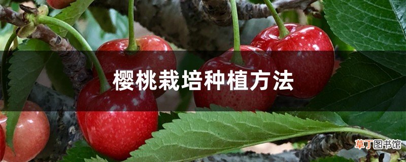 樱桃栽培种植方法