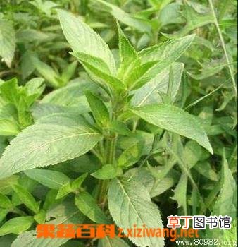 荆芥的功效