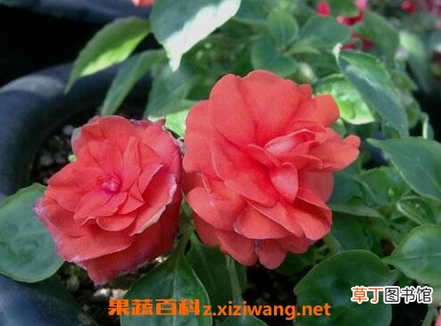 重瓣非洲凤仙花的养殖方法