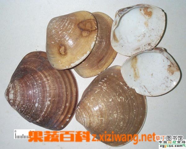 地骨皮的副作用