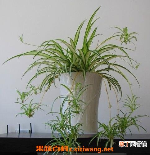 吊兰的养殖方法和注意事项