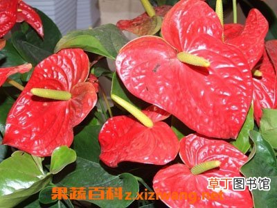 红掌的养殖方法与注意事项