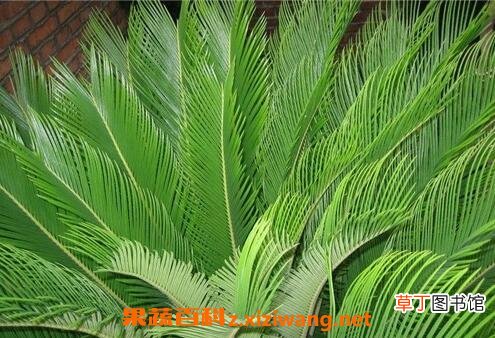铁树的养殖方法和注意事项