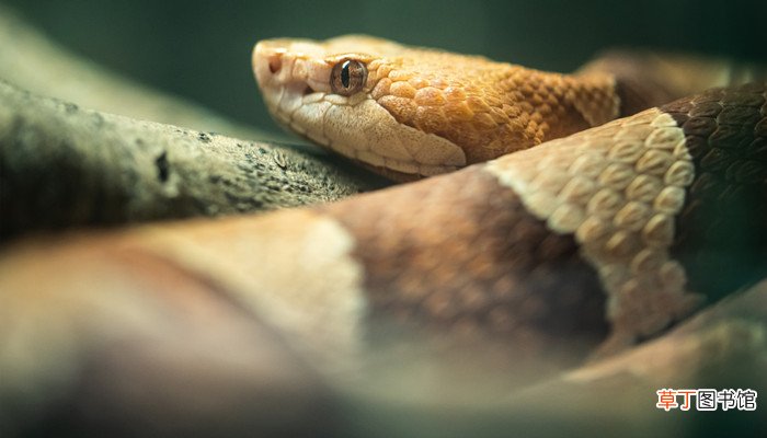 梦见被蛇咬手