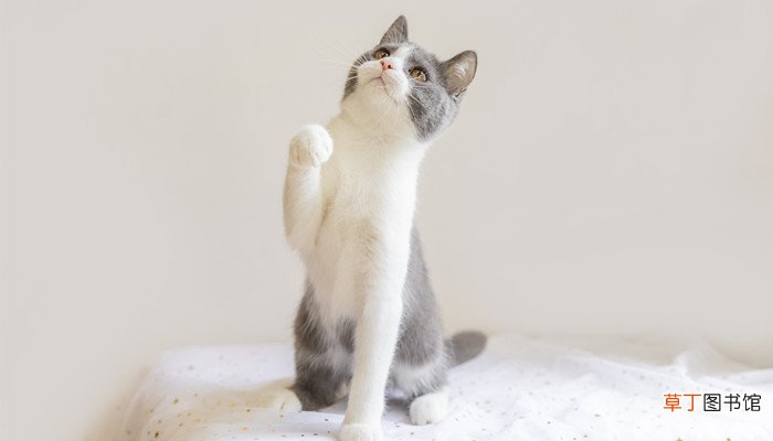 梦见水井淹死的猫