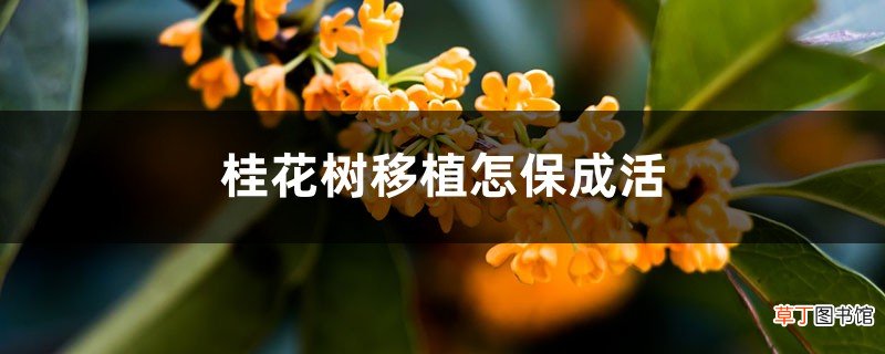 桂花树移植怎保成活