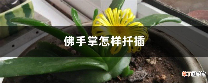 佛手掌怎样扦插