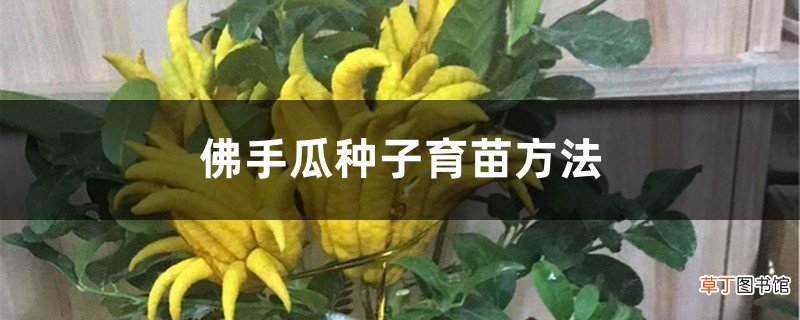 佛手瓜种子育苗方法