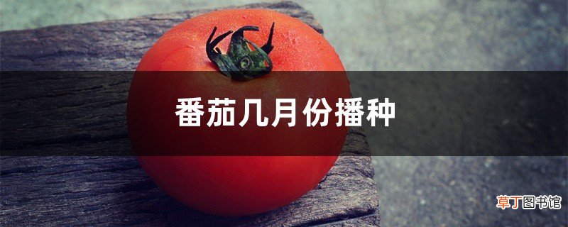 番茄几月份播种