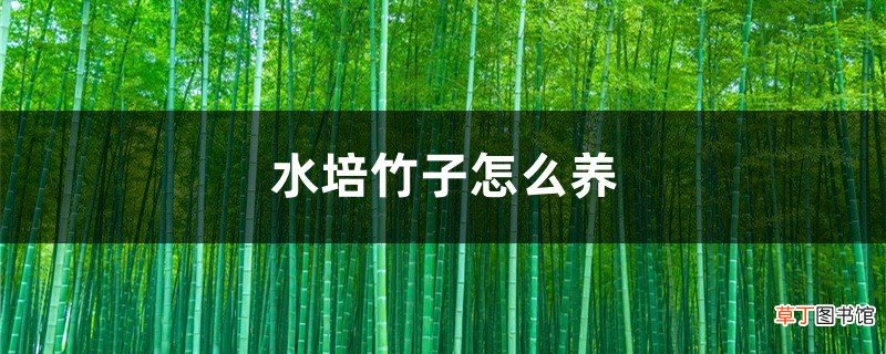 水培的竹子怎么养