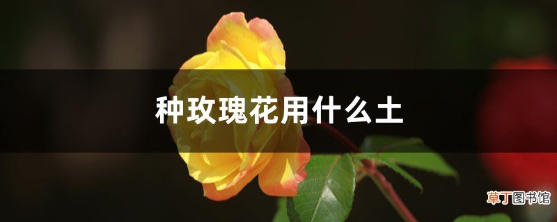 种玫瑰花用什么土