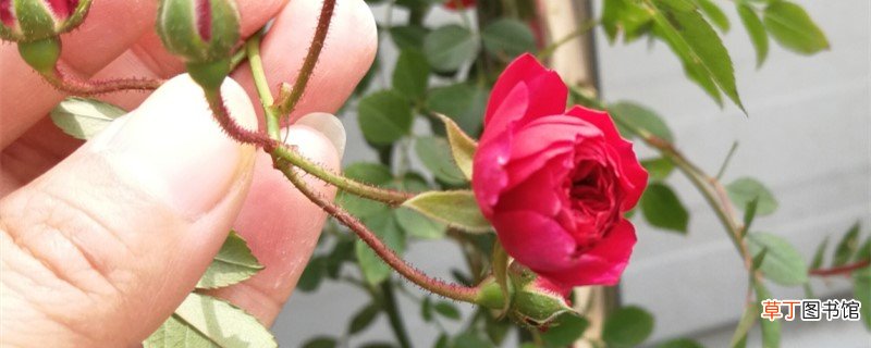 甜蜜红木香的种植方法