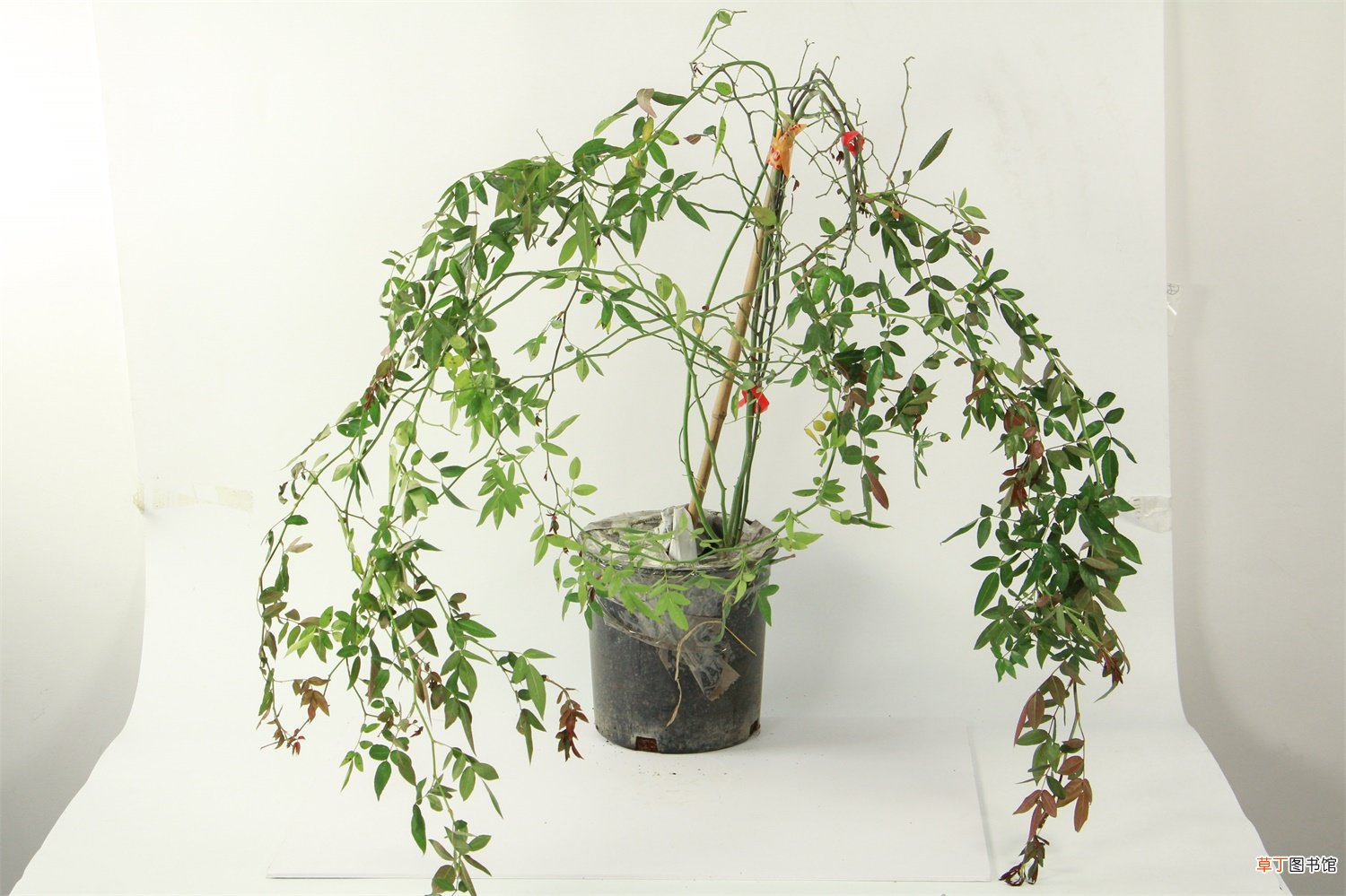 甜蜜红木香的种植方法